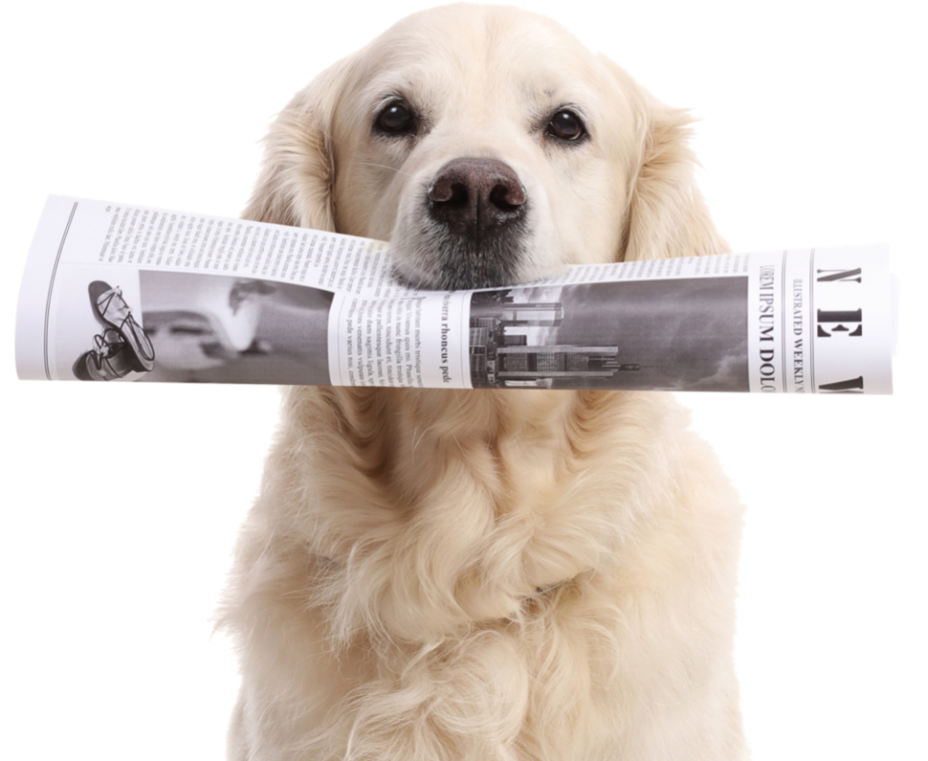 A dog holds a newspaper in its mouth