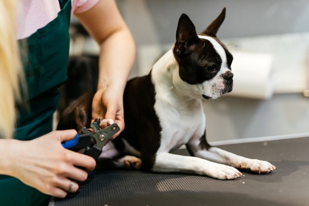 Dog Hygiene 101: The Importance of Trimmed Nails - The Dog Stop®