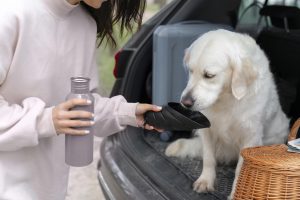 owner giving dog water