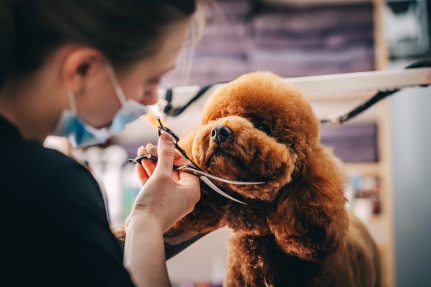 The Benefits Of Dog Grooming - The Dog Stop