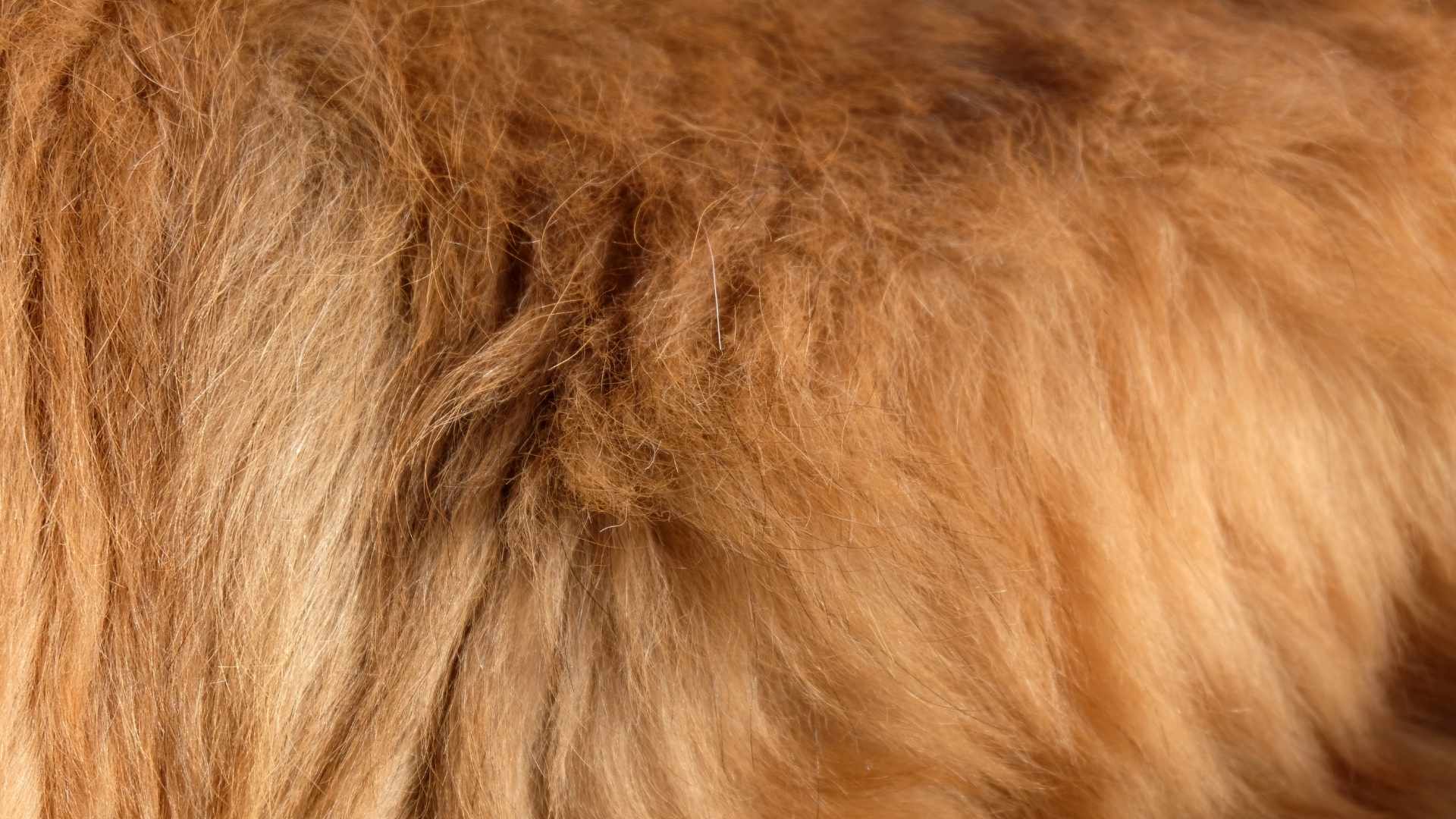 What is a Double Coat on a Dog? The Dog Stop