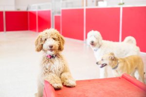 a happy dog playing in dog daycare