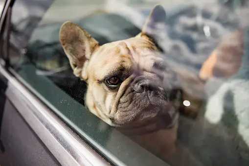 Dog Car Safety: Dogs Can't Sweat