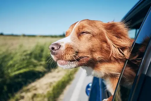 Dog Car Safety: leaving dogs in cars