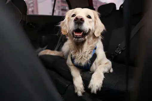 leaving dogs in cars: life or death