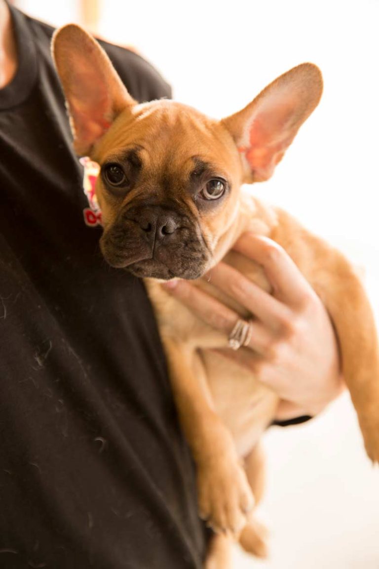 Are Dog Boarding Kennels Okay For Puppies The Dog Stop