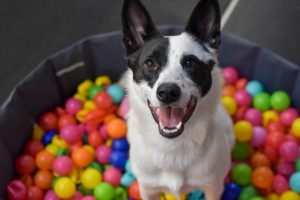 A dog in a training ball pitt