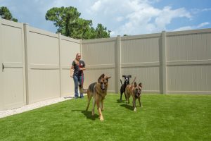 Dogs playing in doggie daycare