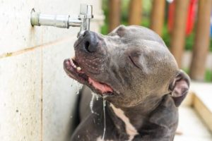 pit bull drinking water form outside faucet