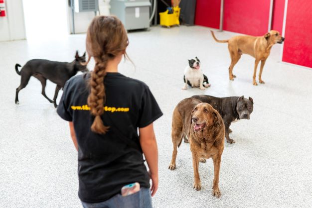 the dog stop - westfield tx - daycare