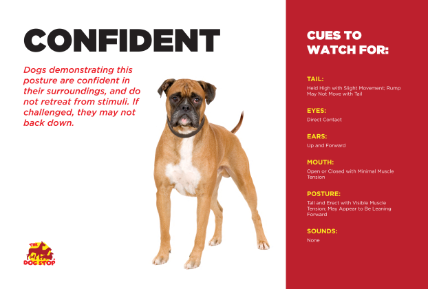 Confident dog cues to watch for