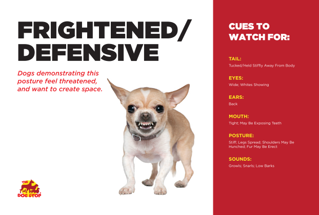 Frightened/defensive dog cues to watch for