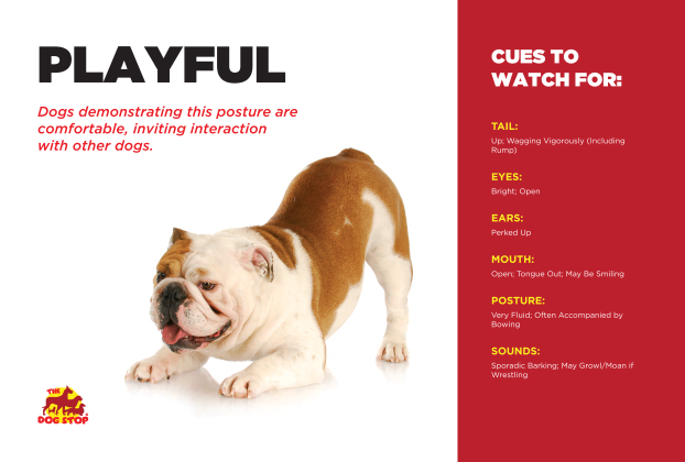 Playful dog cues to look for