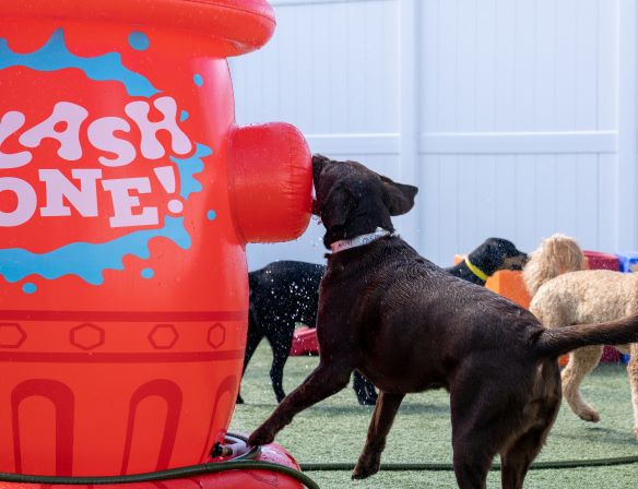 The Dog Stop Richmond VA Splash Dog Park Daycare