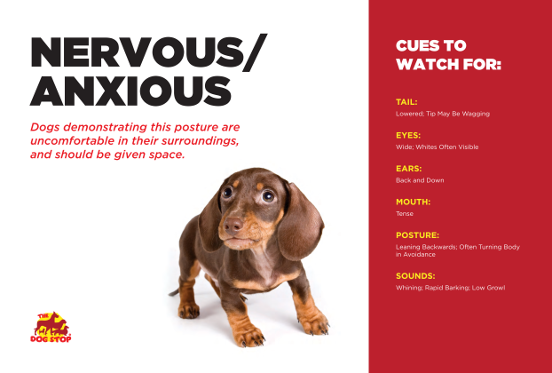 Anxious dog clues to look for