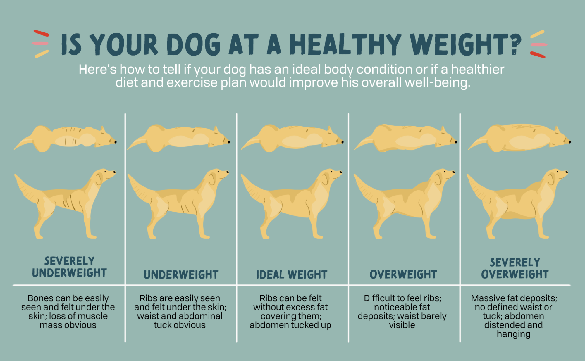 The Dog Stop Body Condition Scoring System