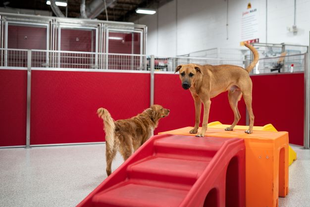 Two large dogs enjoy dog daycare at The Dog Stop