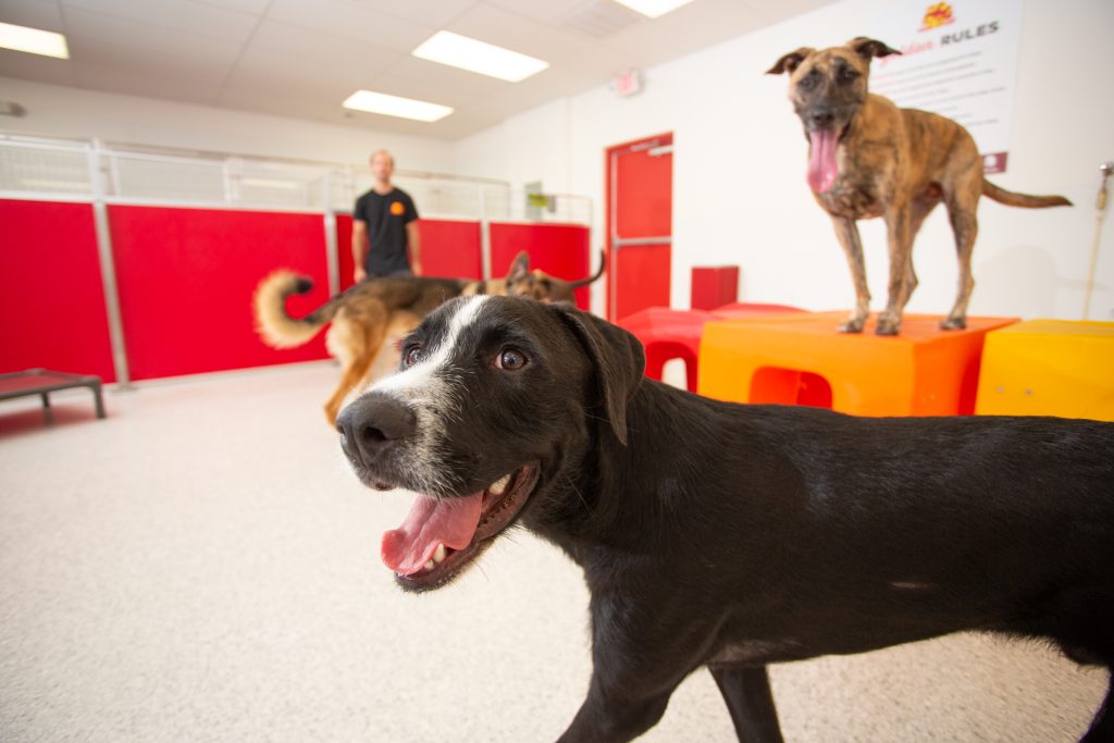 Deciding if Doggie Daycare is Right for You. The Dog Stop