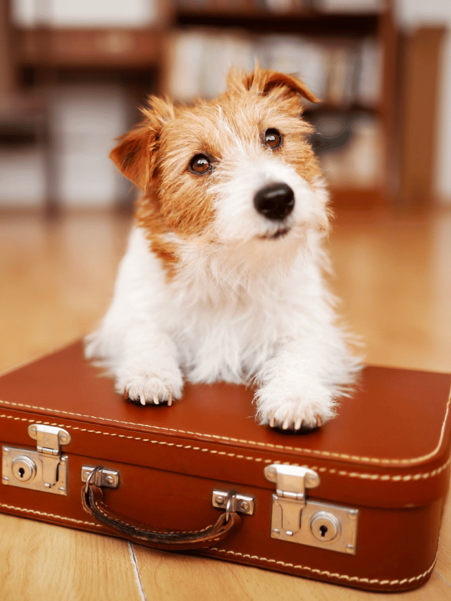 3 Tips For Dog-Inclusive Vacations