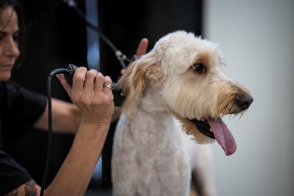 baton rouge - dog grooming