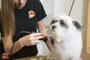 A long haired dog getting groomed at The Dog Stop