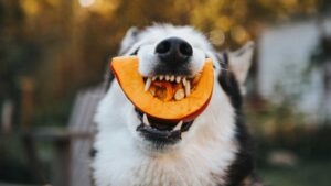 Dog smiling with pumpkin in its mouth