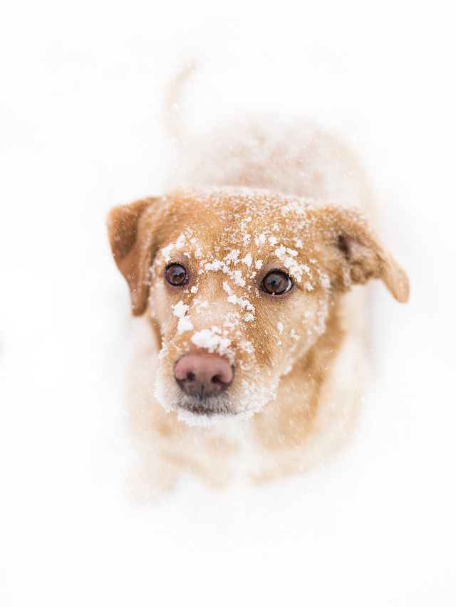 Winter Essentials For Your Dog