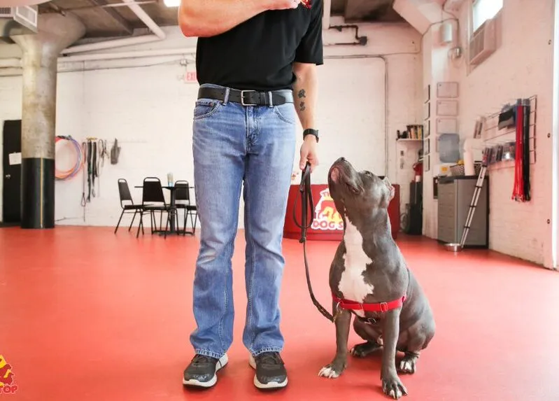 A dog waits for a treat during training exercises at The Dog Stop®