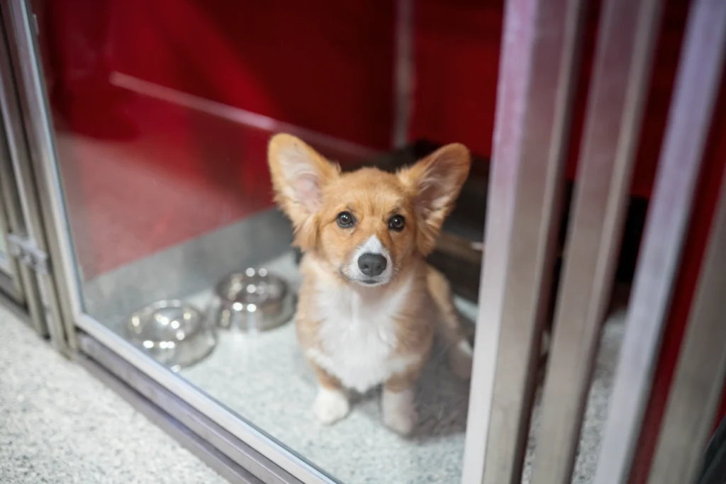 Corgi sitting comfortably at The Dog Stop