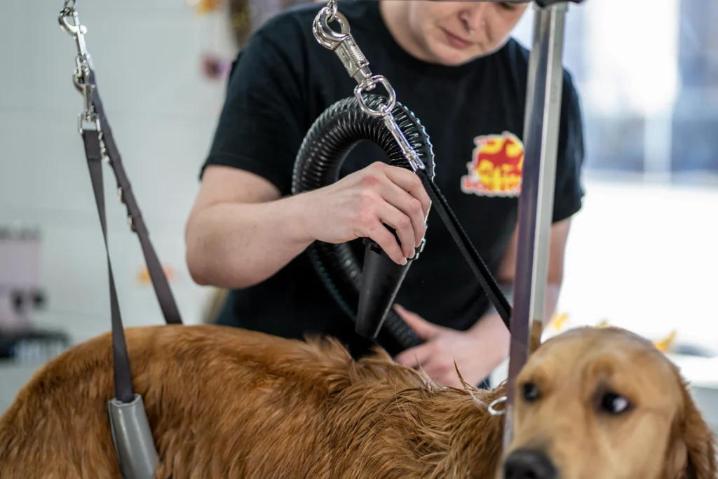 Golden retriever getting groomed in the winter at The Dog Stop