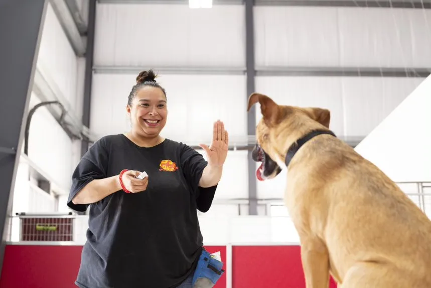 female dog trainer training a dog how to "sit"