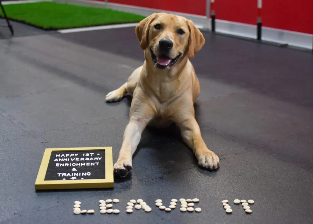 A dog in training to leave treats