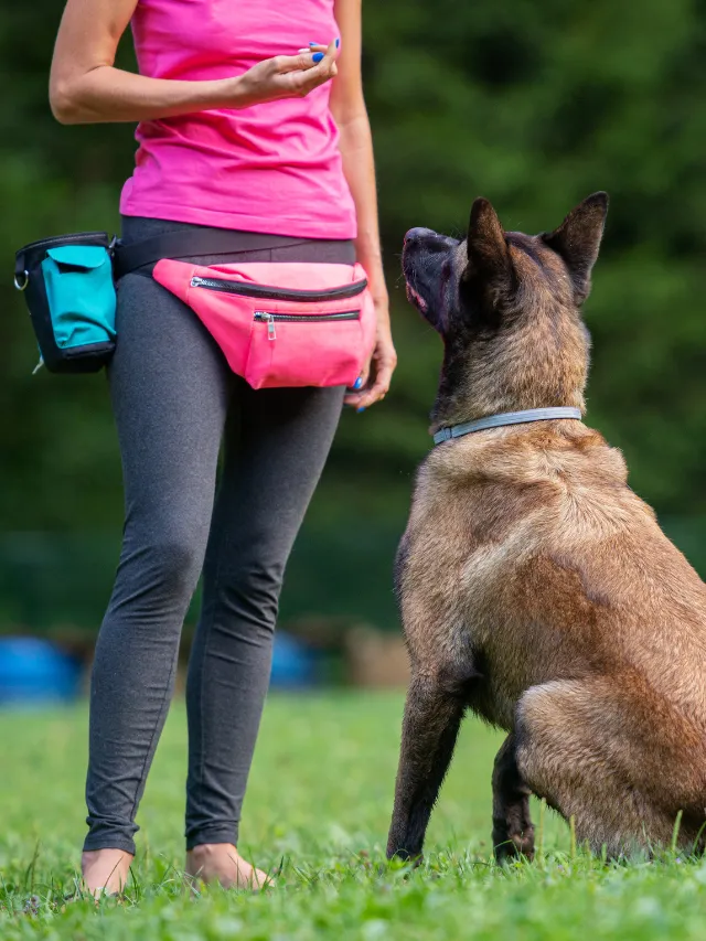 The Benefits Of Training Your Dog