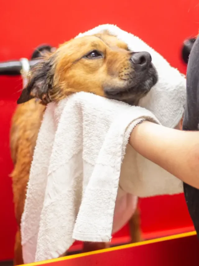 How Often Should I Bathe My Dog In The Summer?