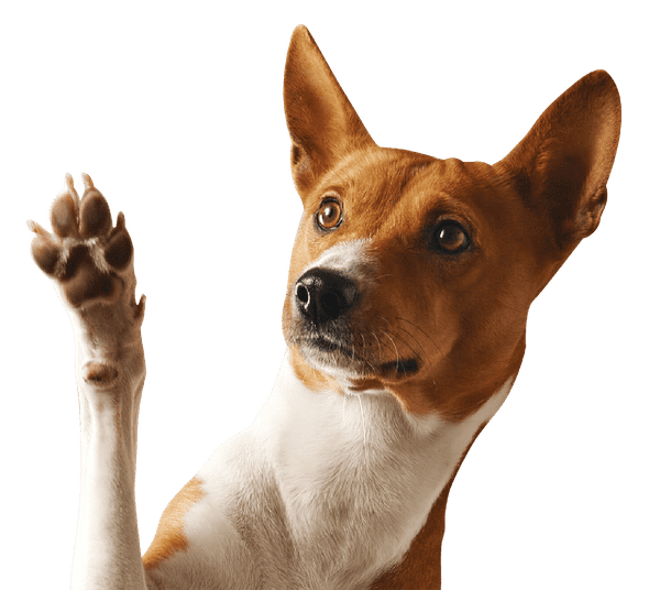 Franchise Opportunities Near Me - Cute dog with its paw up