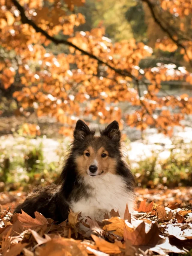 Dog Autumn Allergies: Symptoms and Treatments