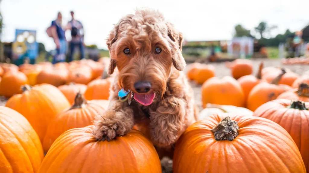 Dog visiting a pumpkin patch