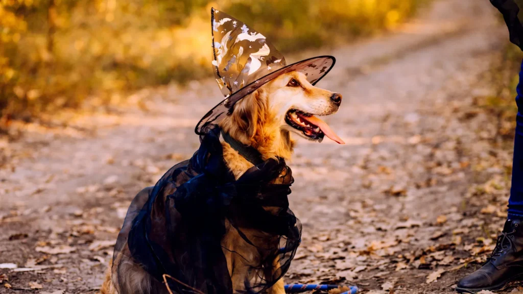 Golden retriever dressed up for Halloween in a witch costume