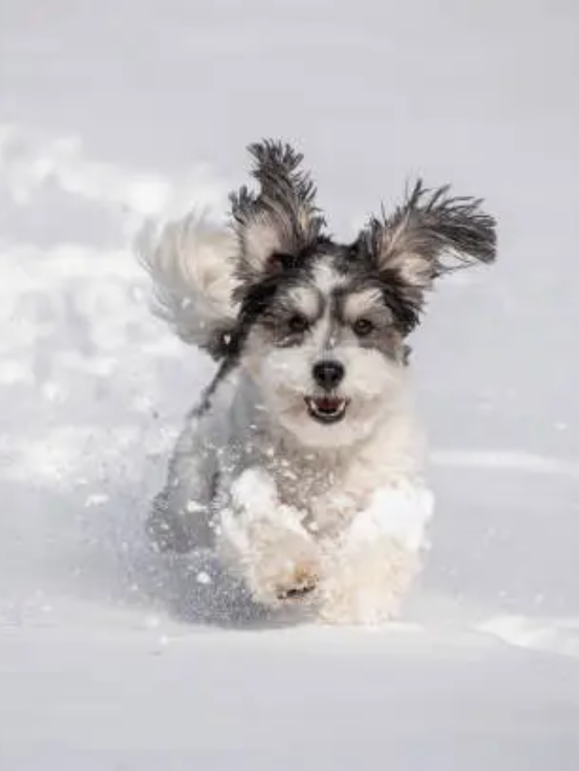 3 Winter Safety Tips to Keep Your Pup Warm This Winter