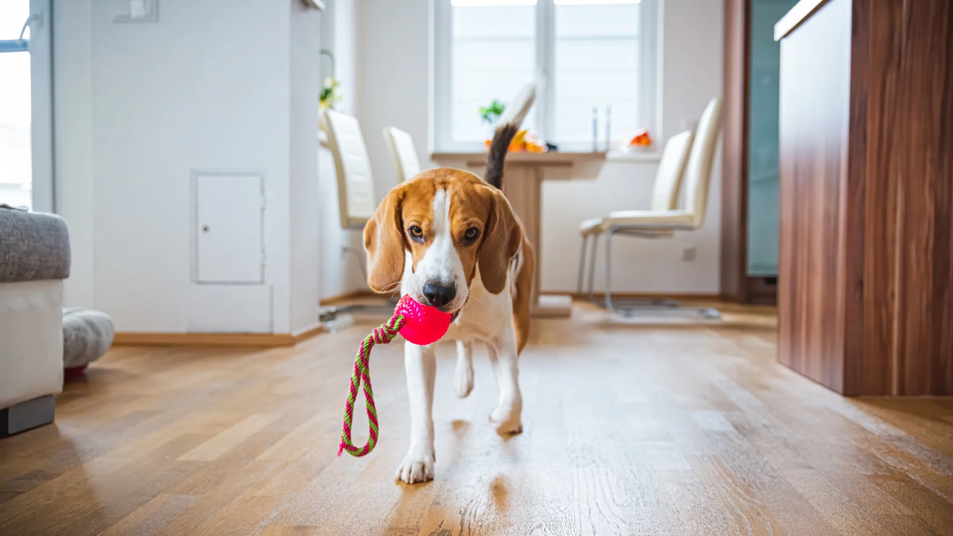 5 Indoor Dog Enrichment Ideas for Winter - The Dog Stop®