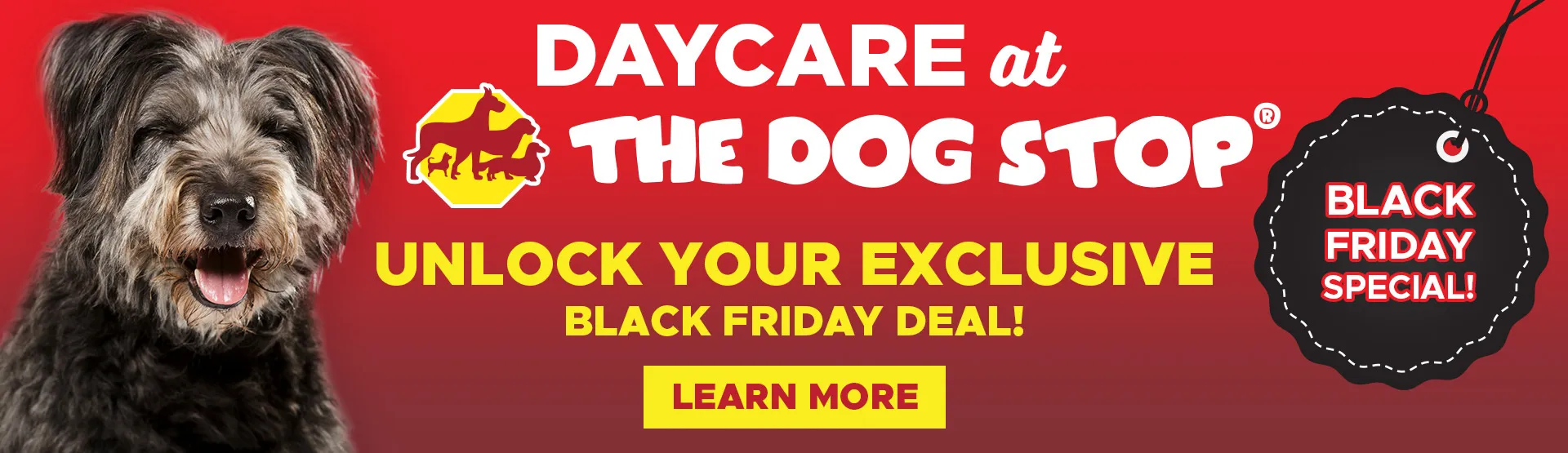 Black Friday Special