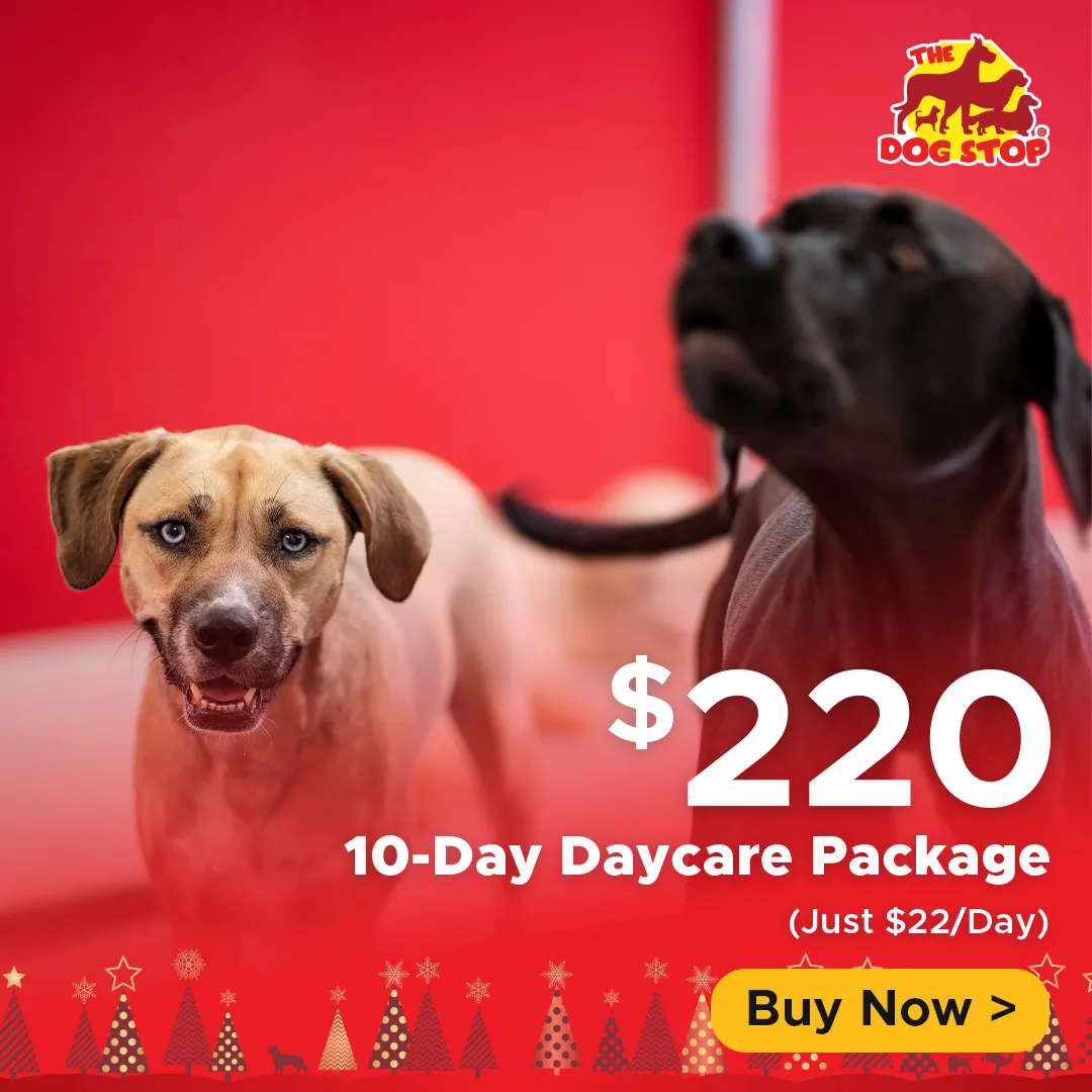 10 Day Daycare Package