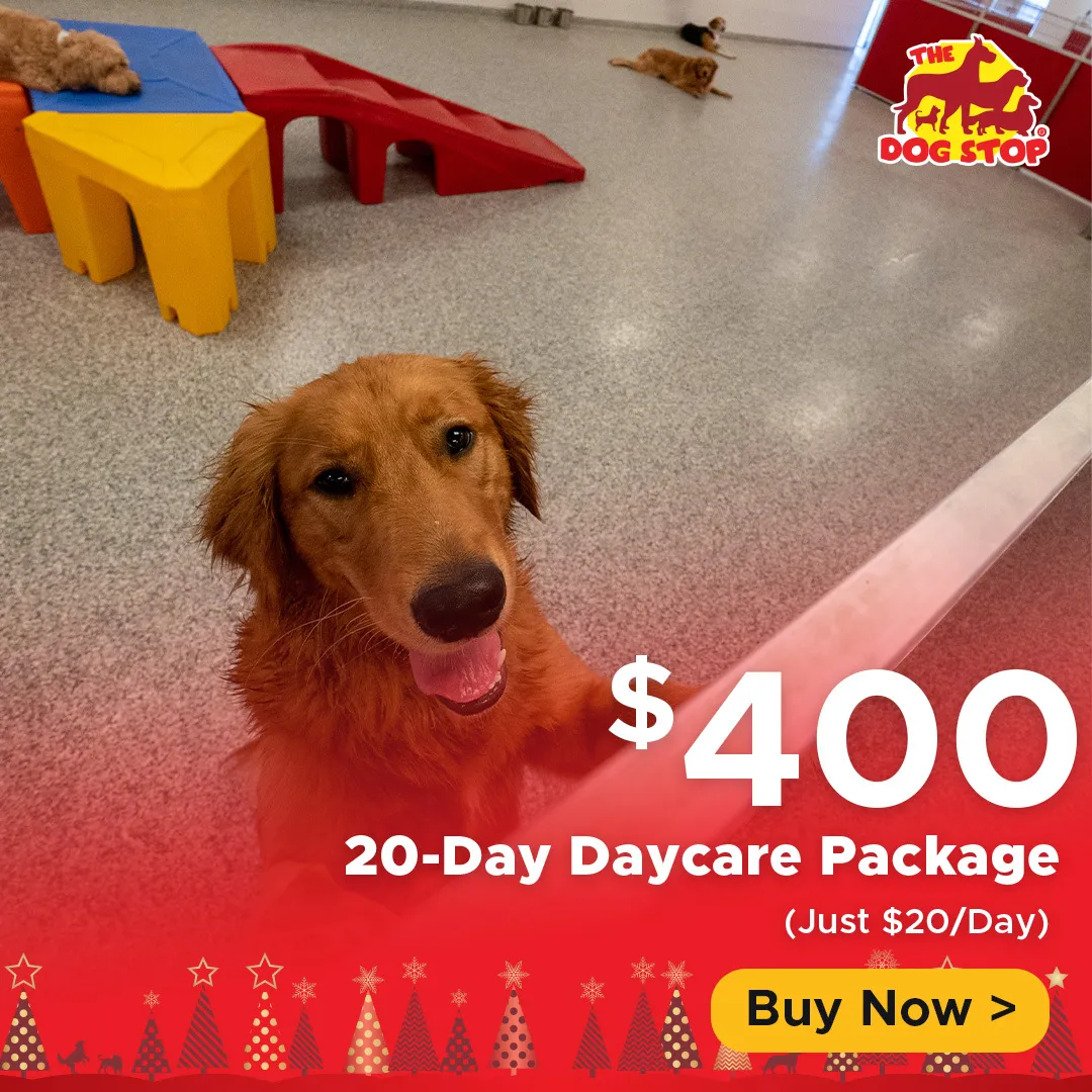 20 Day Daycare Package