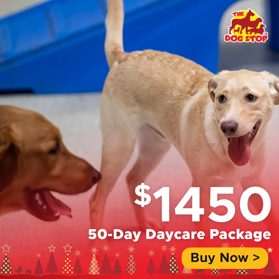 10 Day Daycare Package