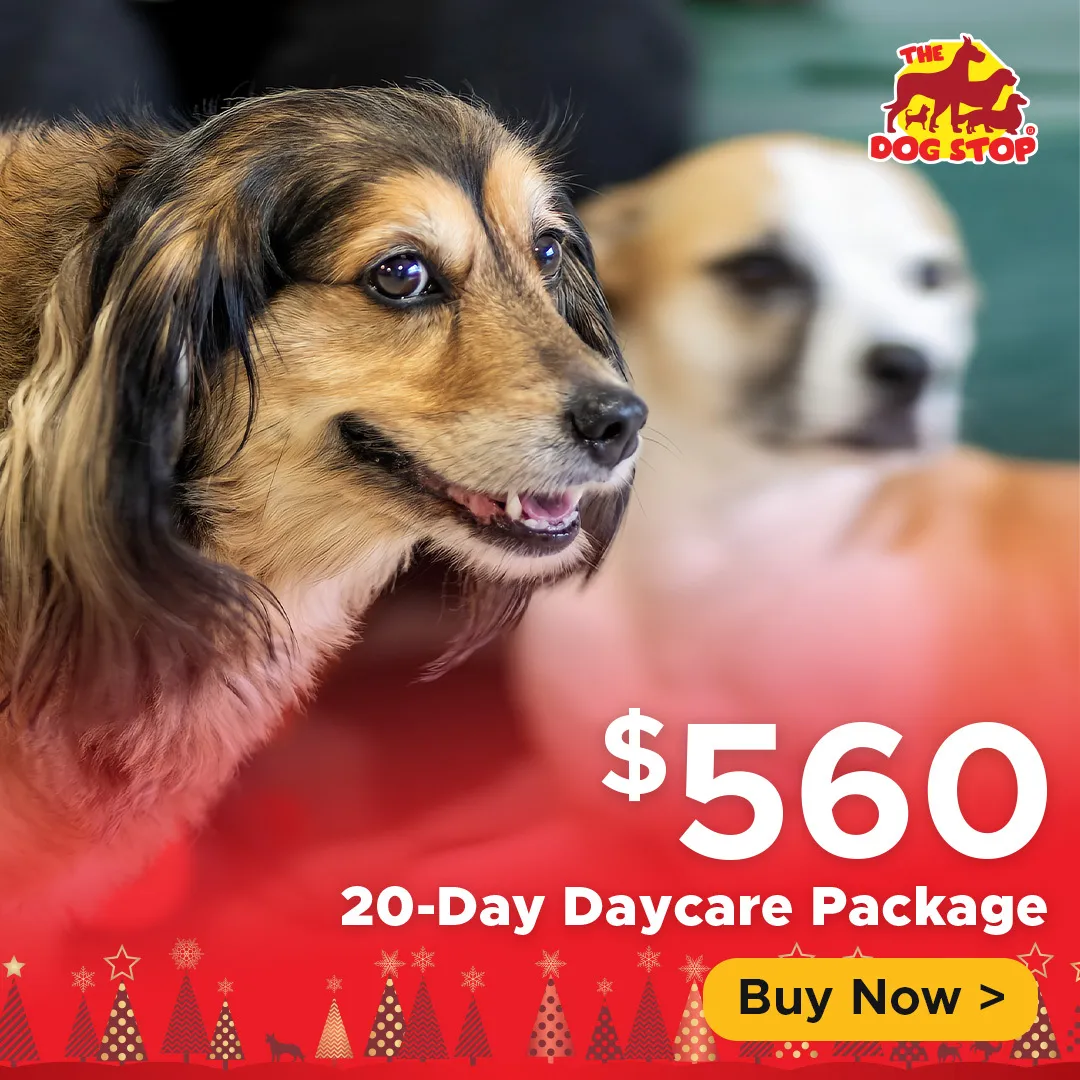 10 Day Daycare Package